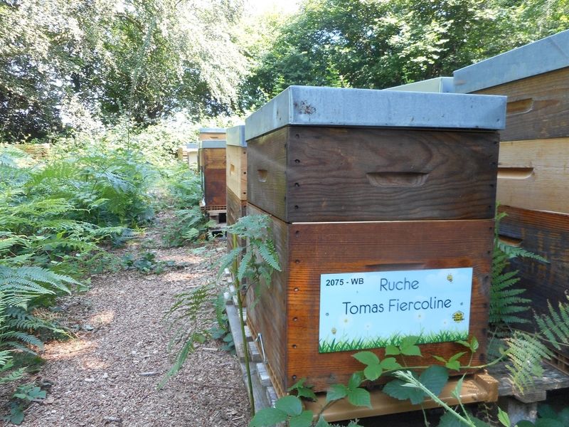 La ruche Tomas Fiercoline